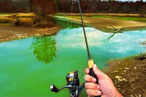 This Creek had ALL the FISH Species!!
