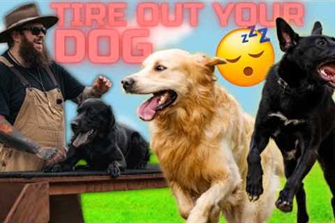 How To Tire Out Your Dog Easily