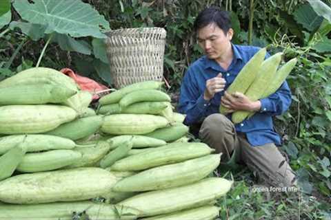 Collect wild luffa in the mountains for seeds and cooking. Robert | Green forest life