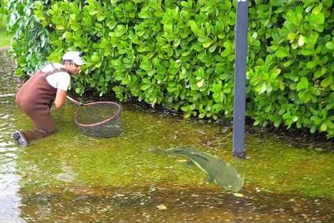 FISH IN FLOODED STREET after Record STORM!