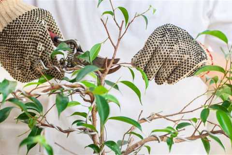 How To Help Your Trees, By Season