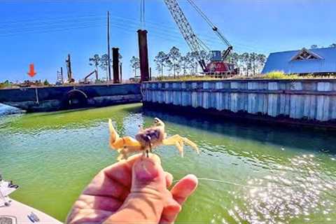I Tossed a LIVE! CRAB along this SEAWALL and Caught THIS...[Delicious Catch, Clean, and Cook]