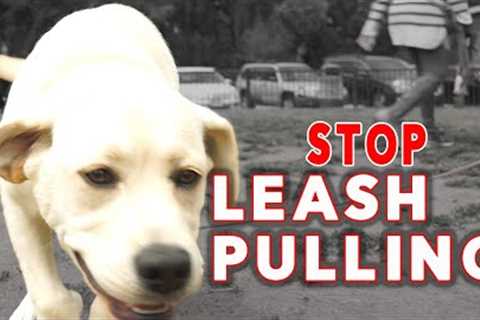 Teach Your PUPPY to  STOP Leash Pulling - Easy Puppy Training