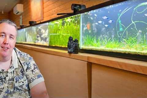 Moving Tons of Fish &amp; Adding New Rare Species (Fish Room Update)