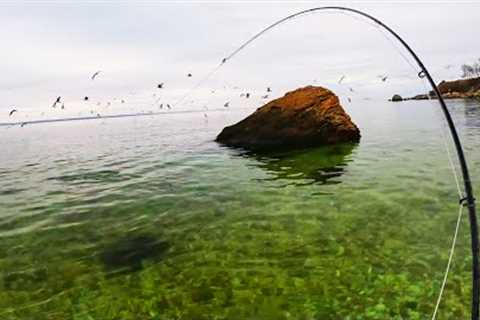 Crystal Clear Water Filled With Fish! Fly Fishing the Beach!