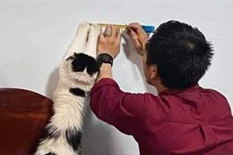 You need a hand, bro ? Funny and cute cat and owner videos