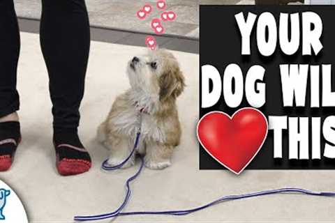 Small Breed Dog Training Doesn't Have To Break Your Back!
