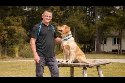 The Best Dog Training System For You