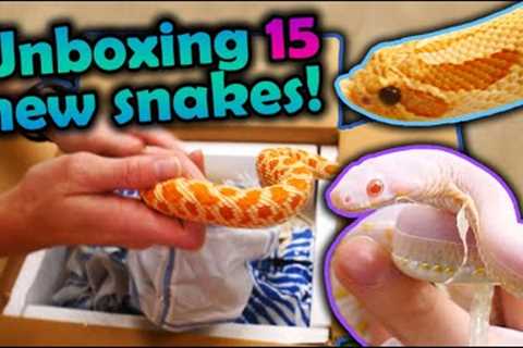 Unboxing 15 New Snakes! (Mostly Hognoses)