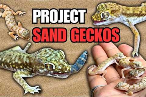 HOW TO CARE FOR OVER 30 SAND GECKOS! Housing, Feeding and more! Project Sand Geckos Episode 2
