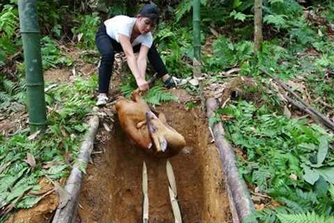 Creating primitive traps with good results - Survival skills in the forest, wild animals