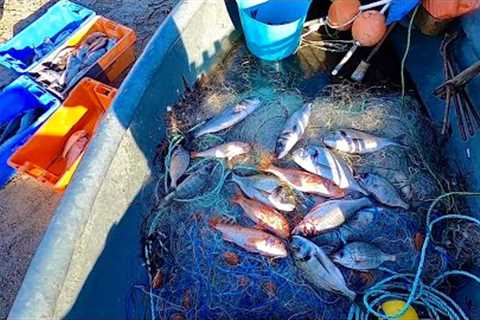 BIG CATCH OF FISH on my Birthday - Commercial Gill Netting in a 12 foot Boat ! Prize Fish