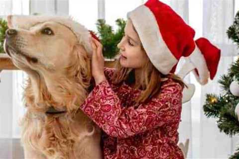Gift Ideas For Traveling Dogs And Cats