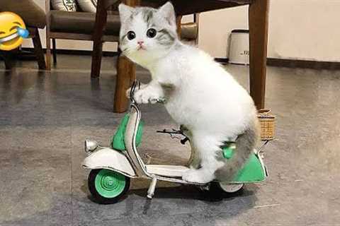 Funniest Animals 2023 😻 Best Funny Cats and Dogs Videos 😍🐶 Part 15