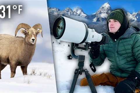 I Spent Winter Photographing Wildlife in the Rocky Mountains