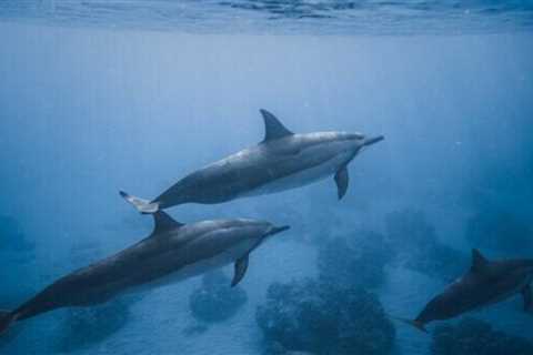 Top Places for Dolphin and Whale Watching in Costa Rica