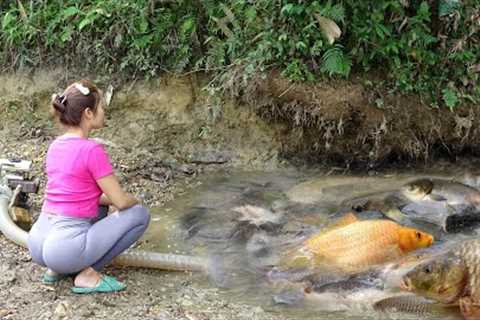 Survival Skills | Amazing Fishing, Harvesting Many Big Fish In The Lake | Bushcraft Survival