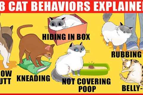 18 Strangest Cat Behaviors Explained