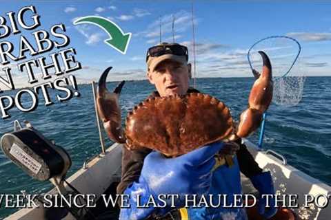 BIG CRABS! - Hauling &amp; Re-Setting My Lobster &amp; Crab Fishing Gear In Strong Sea Currents!