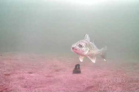 Walleye Underwater Camera #icefishing #underwatercamera #icefishingvideo