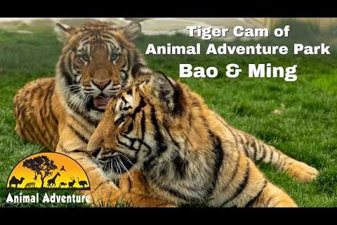 Tiger Cam of Animal Adventure: Bao &amp; Ming