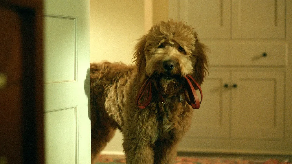 Does Six-Thirty the Dog Meet a Tragic Fate in Lessons in Chemistry?