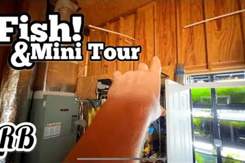 A Lot of FISH Rooms Overlook THIS PART of the Build But is Essential!
