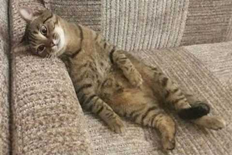 10 Minutes of the Laziest CATS 😪 Funny Cats Videos 2023