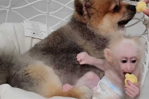 Baby Monkey SUGAR First Toys Shopping and Shares Food with Friends