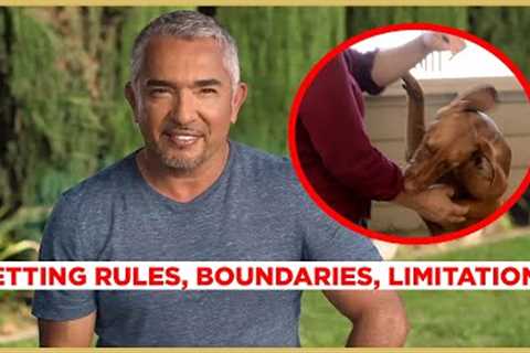 How to STOP PUPPY BITING! (Cesar911 Shorts)