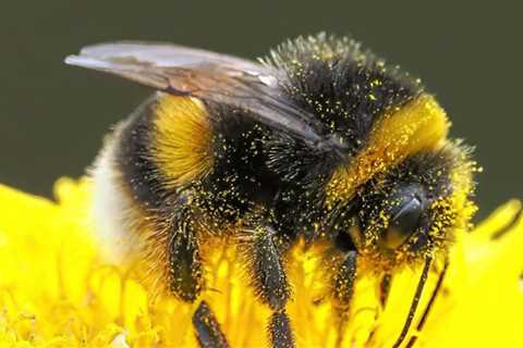7 Native Bees in Your Yard