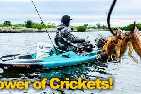 Using Crickets as Bait: Saltwater Fishing