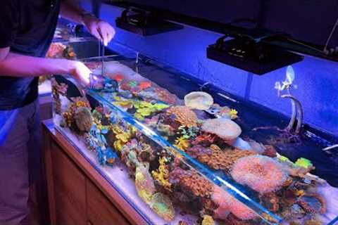 Fish Room Update: New Saltwater Fish and Acclimation Process