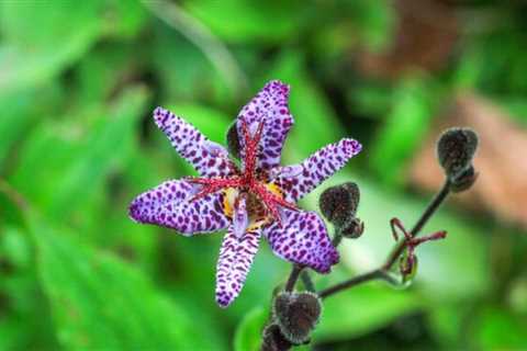 Toad Lily: How To Grow This Gorgeous Fall Flower