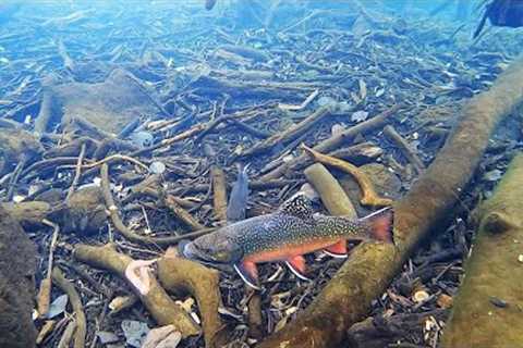 Ice Fishing for BROOK TROUT!! (Underwater View)