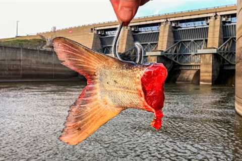 A SWARM of GIANT Fish were Living HERE!!!