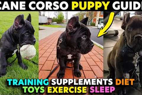 Cane Corso Puppy Starter Guide EVERYTHING You Need To Do When You Get Your Puppy #puppy #canecorso