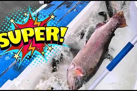 11/30/23 SUPER STOCKING - HUGE TROUT &amp; THOUSANDS OF SIERRABOWS AT SANTA ANA RIVER LAKES