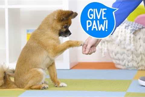 Train Your Dog to Give Paw | Chewy