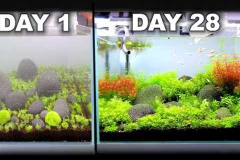 Growing A Beautiful Aquarium in 28 Days