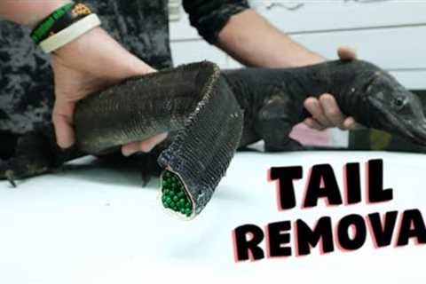 Why We Removed Our Giant Lizards Tail