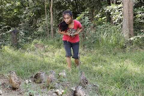 Survival skills: Found catch Quail for survival food - Spices Quail grilled for dinner