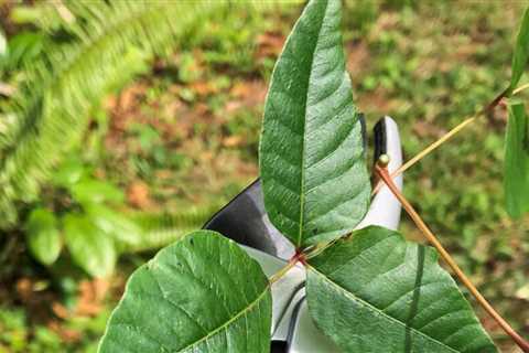 How To Spot and Get Rid of Poison Ivy in Your Yard