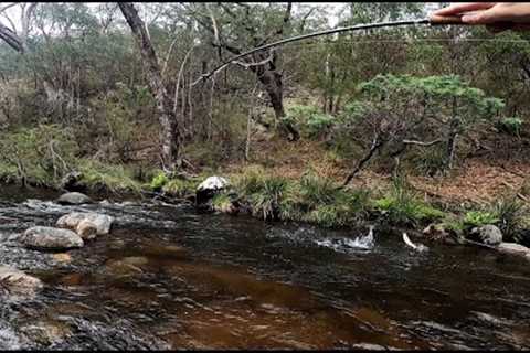Fly Fishing a Rugged Australian River for Wild Brown Trout