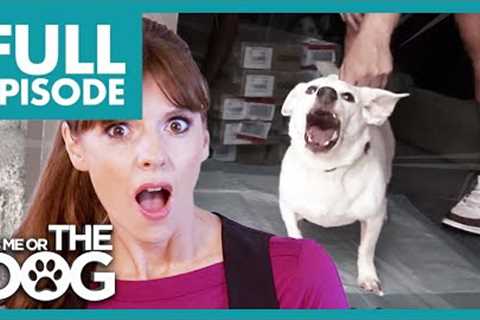 Small Dog with Big Attitude Bites his Owners!😱 | Full Episode | It's Me or The Dog