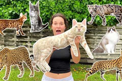 ALL MY EXOTIC CATS IN ONE VIDEO!