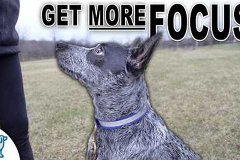 STOP Your Dog From Pulling On Leash