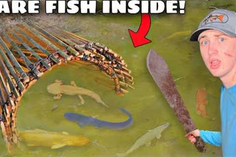I Caught RARE Fish in a Primitive Fish Trap!