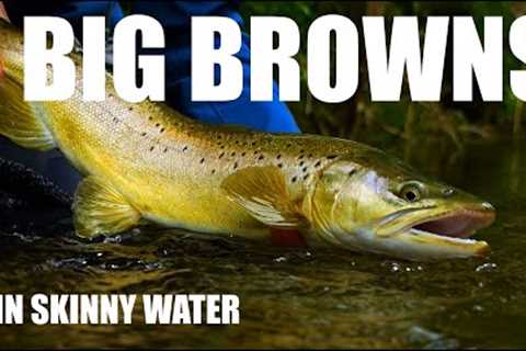 Fly Fishing SMALL STREAM Big Brown Trout in Skinny Water - Shallow Dropper Nymphs &amp;..