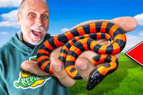 Unboxing Crazy And Super Rare New Reptiles!
